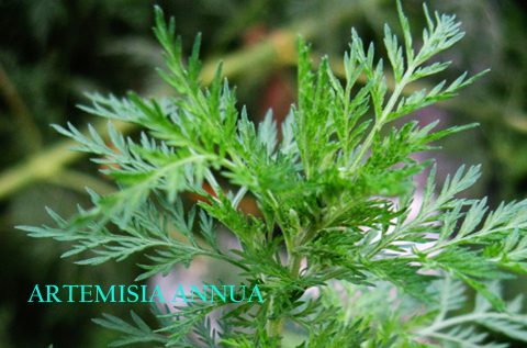 Artemisia-annua