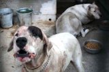 Bimbo sbranato da due Dogo argentini. Il PAE propone: “equiparare cani pericolosi come vere e proprie armi”