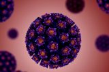 HPV. 80-90 % delle infezioni si debella in 2 anni. Scoperta la proteina che elude il sistema immunitario