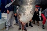 FOTO SHOCK/ Rinvenuto uno squalo volpe nel Golfo di Napoli