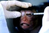 STOP VIVISECTION Contro-Conferenza al Parlamento europeo: “La sperimentazione animale è barbara e antiscientifica”