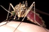 Bambina di 4 anni muore di “Malaria Cerebrale”. Le indagini rivelano: “Il parassita responsabile è lo stesso della famiglia di ritorno dal Burkina Faso”