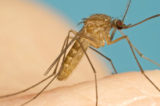 Oddio, arriva l’estate. La zanzara trasmette il coronavirus?
